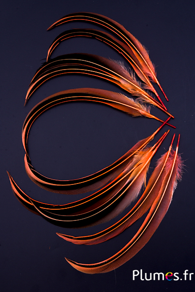Canard Mandarin - 15-20 cm - orange sanguin